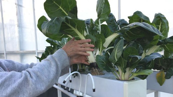 Les blettes se prêtent très bien à la production en aquaponie. Démonstration à Romans-sur-Isère en 2019. ©Odile Maillard